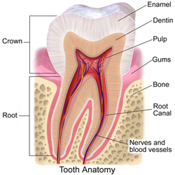 Tooth Anatomy shows parts of the tooth