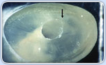 rotary instruments